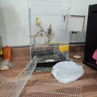 فروشی|پرنده|مشگین شهر, |دیوار