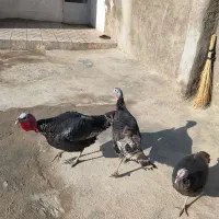 بوقلمون|حیوانات مزرعه|شیروان (لرستان), |دیوار