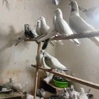 کفتر پرشی|پرنده|ری, شهید بهشتی|دیوار