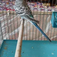 مرغ عشق نر و ماده|پرنده|تهران, هفده شهریور|دیوار