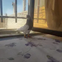 کبوتر