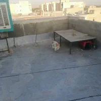سگ پامر