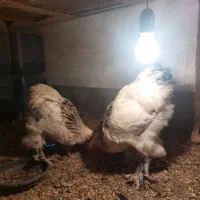 نیمچه برهما