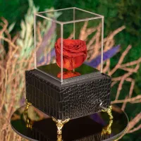 باکس گل رز آوا مناسب هدیه کادو|گل و گیاه طبیعی|تهران, دولاب|دیوار