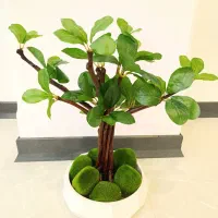 درختچه فیکوس آمستل بنسای مصنوعی جنسینگ گل درخت|گل مصنوعی|تهران, قصر فیروزه ۱|دیوار