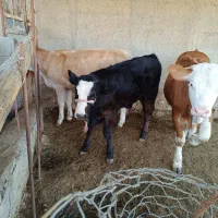 فروش یک گاو و گوساله در مهران