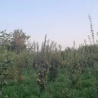 دوقباره باغ۱۴۵۰و۱۱۰۰متر مربع فروشی ومعاوضه و تهاتر|فروش خانه و ویلا|اصفهان, باغ زیار|دیوار