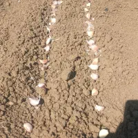سرکارگر هستم هرکی کارکشاوزی داشت تماس بگیره|خدمات باغبانی و درختکاری|پارس‌آباد, |دیوار