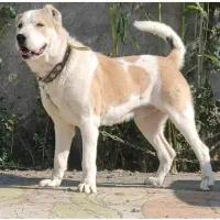 سگ آلابای ولکادو|سگ|ماهدشت, |دیوار