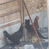دو عدد مرغ خانگی بالغ وخوشخوراک