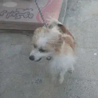 سگ پشمالو|سگ|بندر امام خمینی, |دیوار