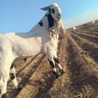 نربز پاکستانی|حیوانات مزرعه|تربت جام, حافظ|دیوار