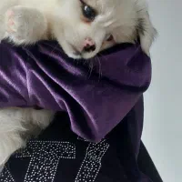 سگ عروسکی|سگ|قم, پردیسان|دیوار