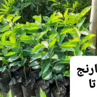 فروش نهال مرکبات رو پایه نارنج ، سیتروملو و c35