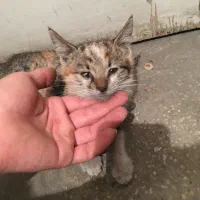 بچه گربه