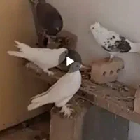 کبوتر|حیوانات|مرند, |دیوار