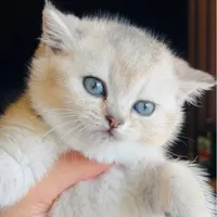 بچه گربه بریتیش با اصالت