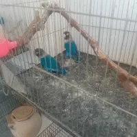 کوتوله مرغ عشق و عروس هلندی