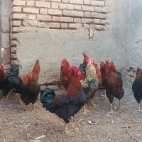 خروس محلی