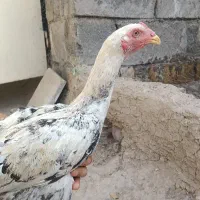 جوجه لاری ۵ماهه دونگ بالا