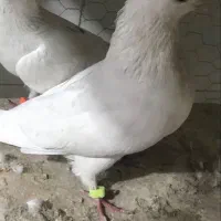 بدرنگ نر گلپنبه ای