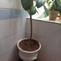 گل فیکوس آلاستیکا