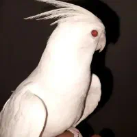 عروس هلندی آلبینو چشم شرابی فول دستی ماده|پرنده|قم, شاه سید علی|دیوار