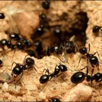 ژل مورچه کش