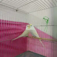 جفت مرغ عشق مولد