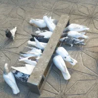 کله و طوقی و پشتی معامله با مرغ|پرنده|تربت جام, جامی|دیوار