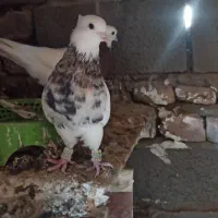 زاغ دم سفید و طوقی