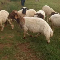 ۴ یا ۵ شک درجه یک خوازم