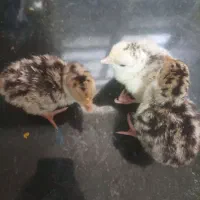 سه عدد جوجه بوقلمون سه شبه