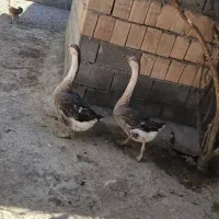 ۲دعدد مرغابی یک میلیون تومان