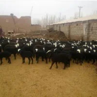 مجموعه گ و س ف ند ش ال