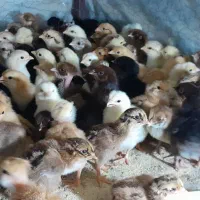 جوجه محلی اصیل کرچ شو واکسن خورده ۵ روزه