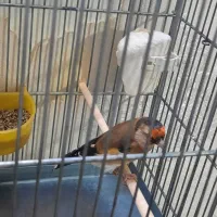 سهره متولد قفس داغسر