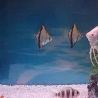 ماهی آنجل مونو تایگر و کت چینی