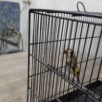 سهره|پرنده|بهارستان, |دیوار