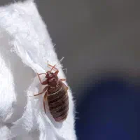 سم پاشی ساس،سمپاشی سوسک ریز ودرشت تضمینی شرکتی