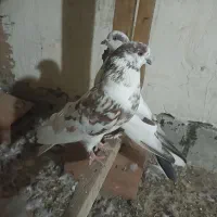 کبوتر مسافتی رنگی تکپر گرفتنی معاوضه|پرنده|گنبد کاووس, |دیوار