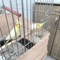 عروس هلندی جفت