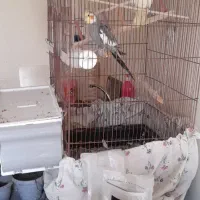 عروس هلندی جف