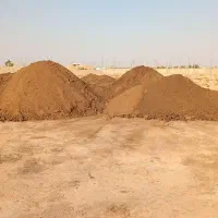 کود گاوی..کود