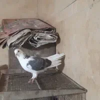 کبوتر پرشی نر