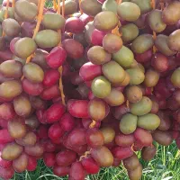 خرما اجاره ای خوشه ای ۱۷۰۰میلیون