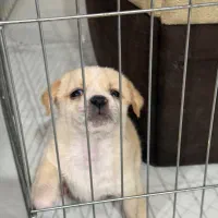 توله سگ آپارتمانی|سگ|اصفهان, هزارجریب|دیوار