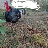 بوقلمون نر و ماده بزرگ سنگین وزن و چاق|حیوانات مزرعه|بهبهان, |دیوار