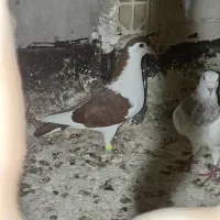 کفتر ساده سرخ و|پرنده|مشهد, طبرسی شمالی|دیوار