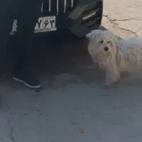 شیتزو|سگ|کازرون, |دیوار